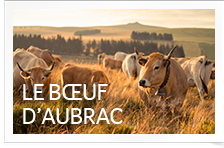Bœuf d'Aubrac