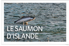Saumon d'Islande