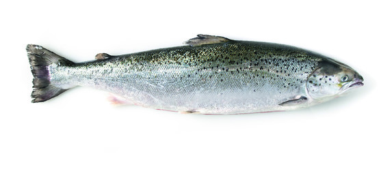 Saumon atlantique vat frais