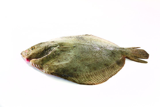 Turbot