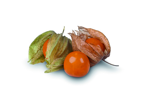 Physalis