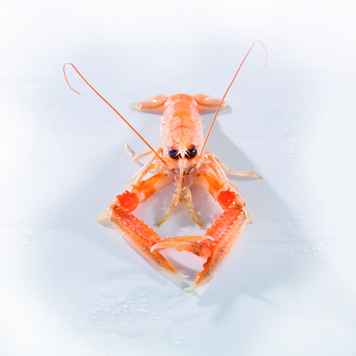 Langoustines glace- import