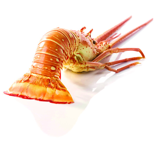 Langouste blanche entière