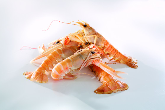 Langoustines