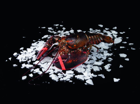 Homard canadien 400/600 kg