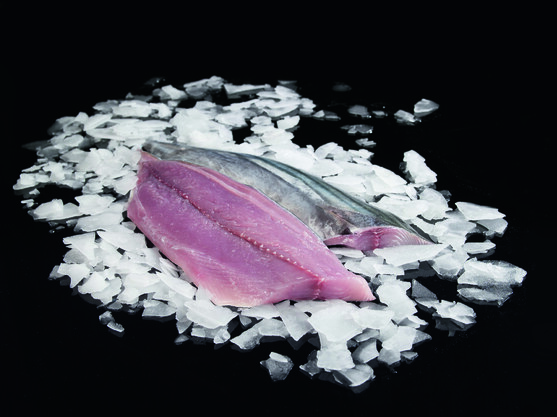 Filet de bonite melva canutera