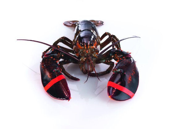 Homard canadien 400/600g