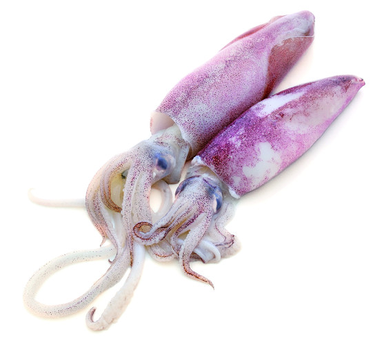 Tentacule d'encornet