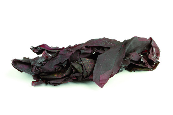 Dulse fraîche salée BIO