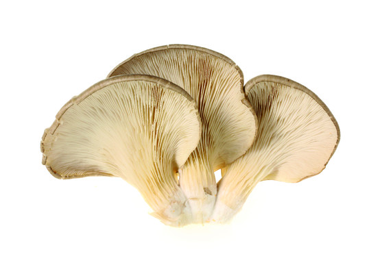 Champignon pleurote grise