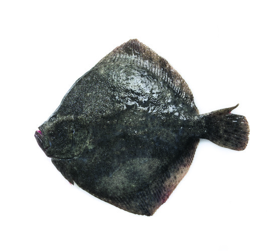 Turbot d'élevage