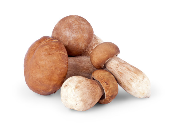 Champignon cèpes de France