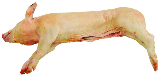 Porcelet décongelé