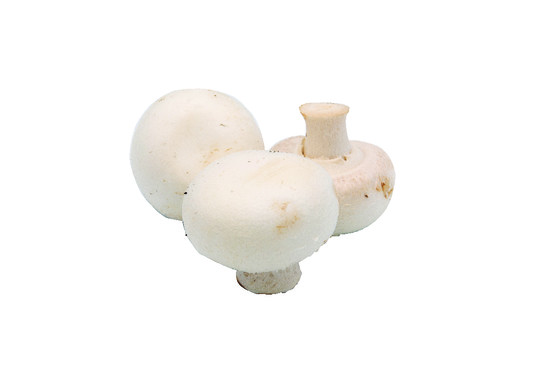 Champignon moyen bio