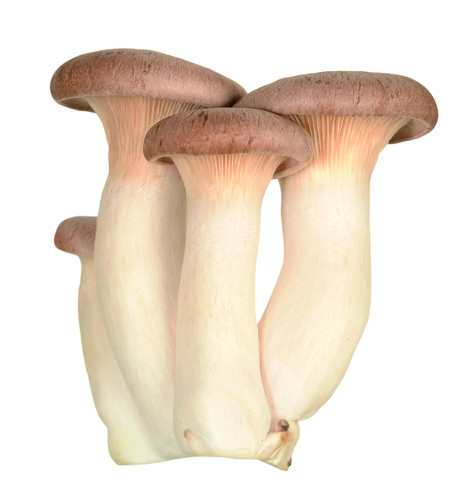 CHAMPIGNON ERYNGII