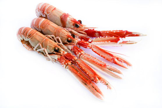 Langoustine crue