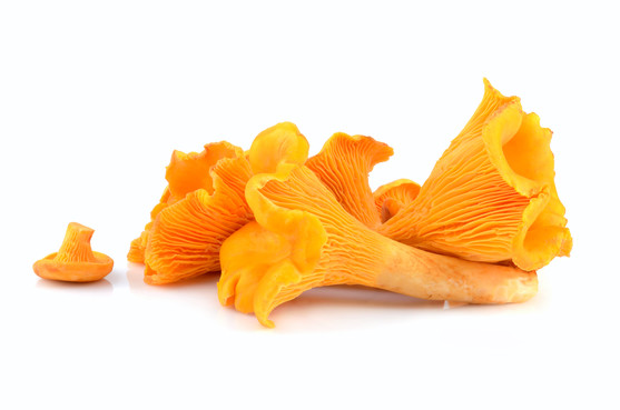 Champignon chanterelle jaune