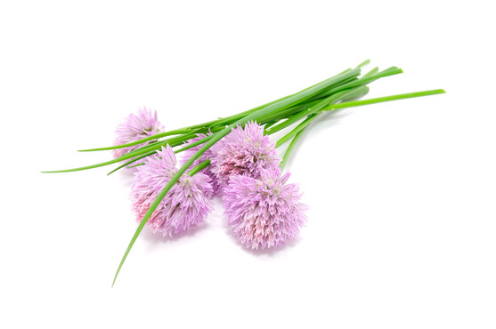 Fleur de ciboulette