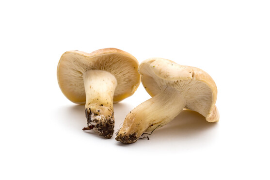 Champignon mousseron