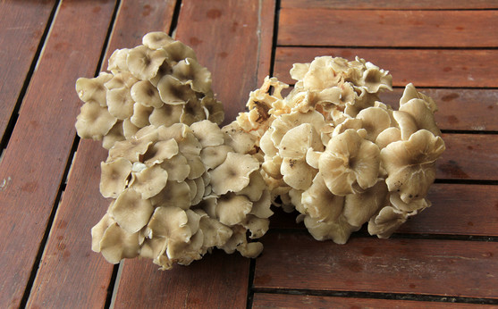 Champignon sparassis crepus