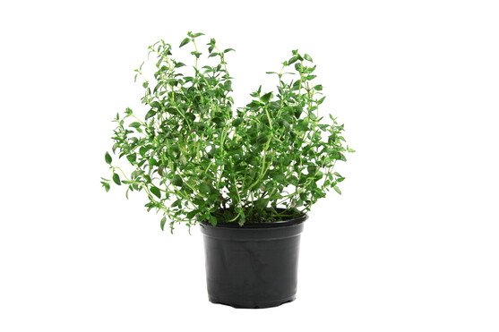 Thym petit pot bio