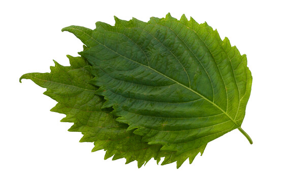 Shiso feuille verte