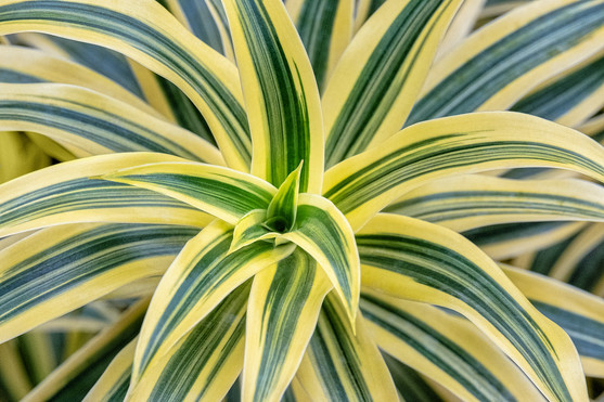 FEUILLE DRACAENA BOTTE X 10