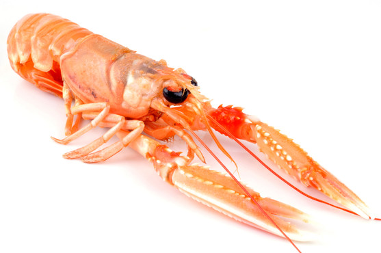 Langoustines import