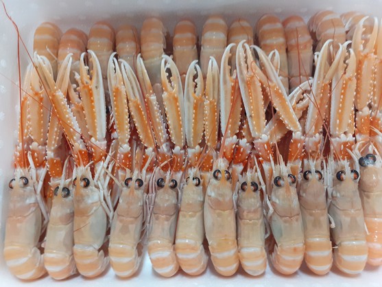 Langoustine de France