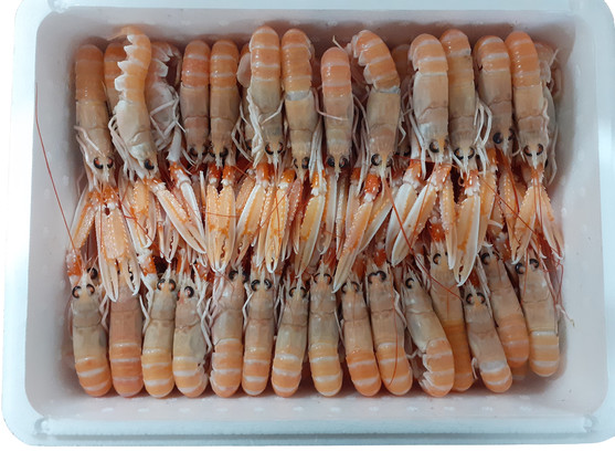 Langoustine de France *bqm