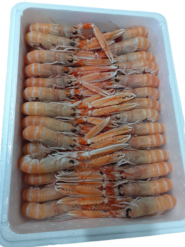 Langoustine de France *bqm