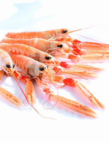 Langoustine de France