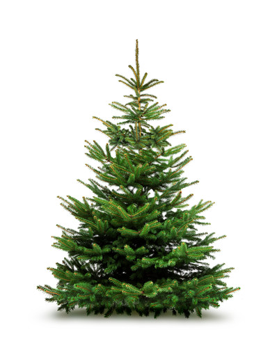 Sapin normann 2.00/2.50m