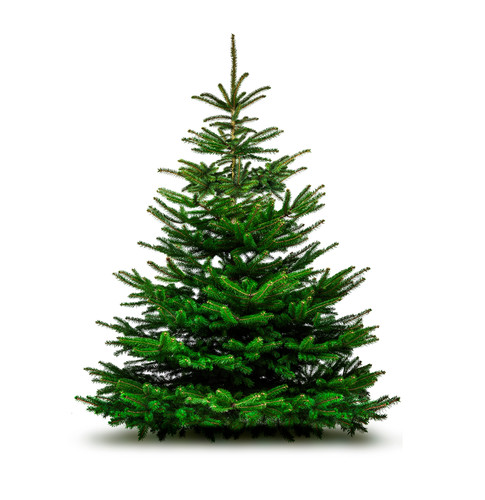 SAPIN EPICEA 1.50/2.00M