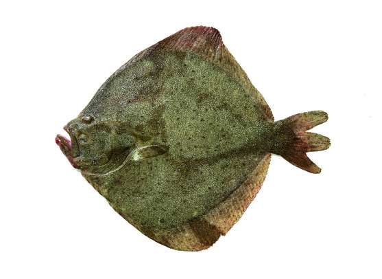 Turbot élevé