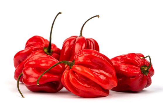 Piment habanero rouge