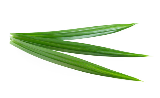 Feuillage de pandan