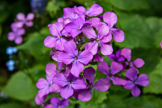 Fleur de julienne