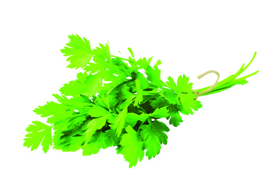 Coriandre