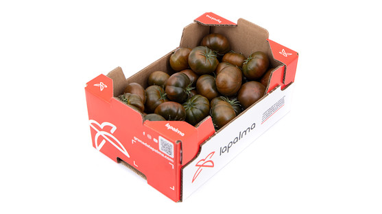 Tomate adora mm