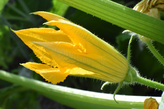 Fleur courgette male x8