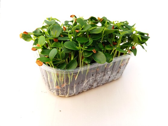Micro pousse toona