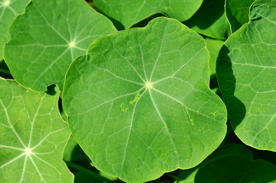 Feuille de capucine comestible