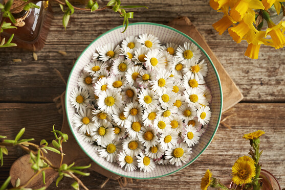 Fleur paquerette