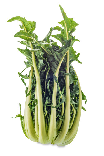 Chicorée puntarelle