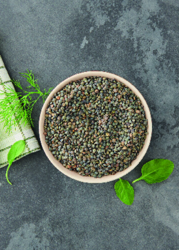 Lentille verte bio