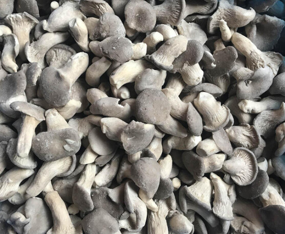 PLEUROTE ENTIER 1 KG