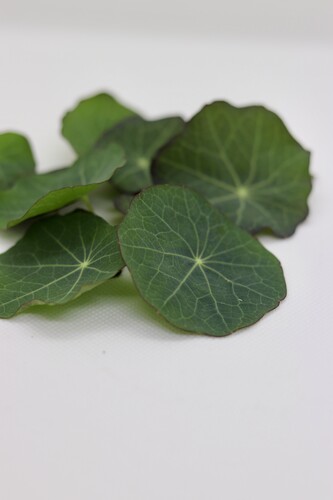 Feuille de capucine comestible