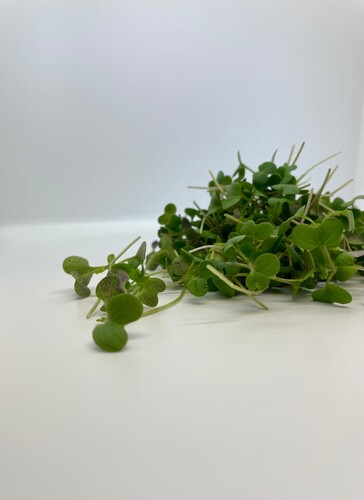 Micro pousses moutarde