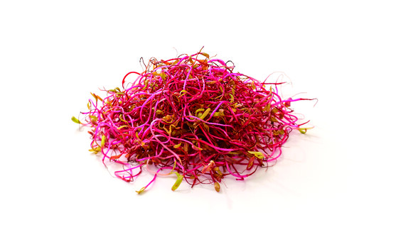 Germe de betterave rouge